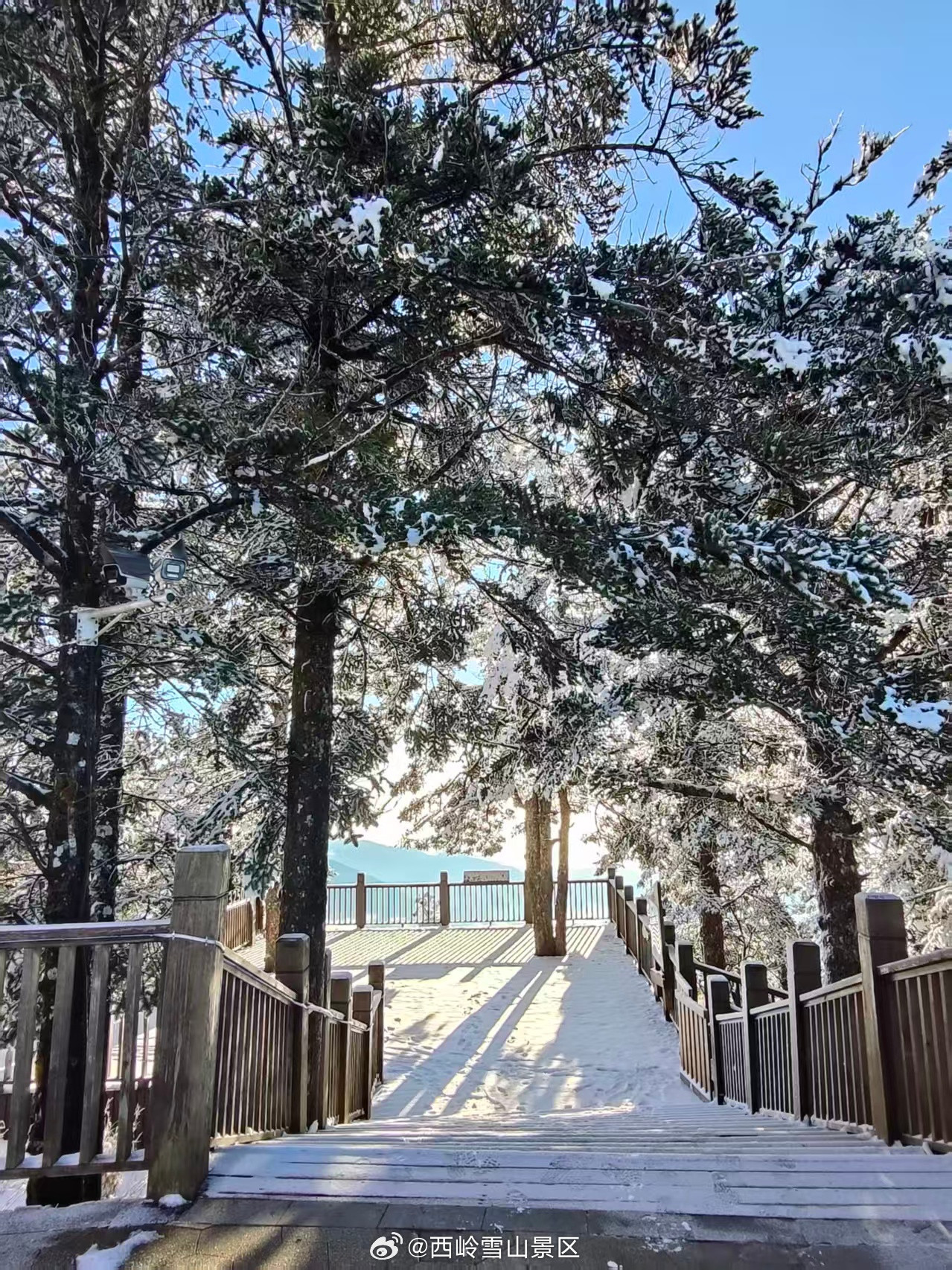 【3天大雪+云海日出！西岭雪山美成童话世界】❄️成都人速冲！西岭雪山连续三天飘雪