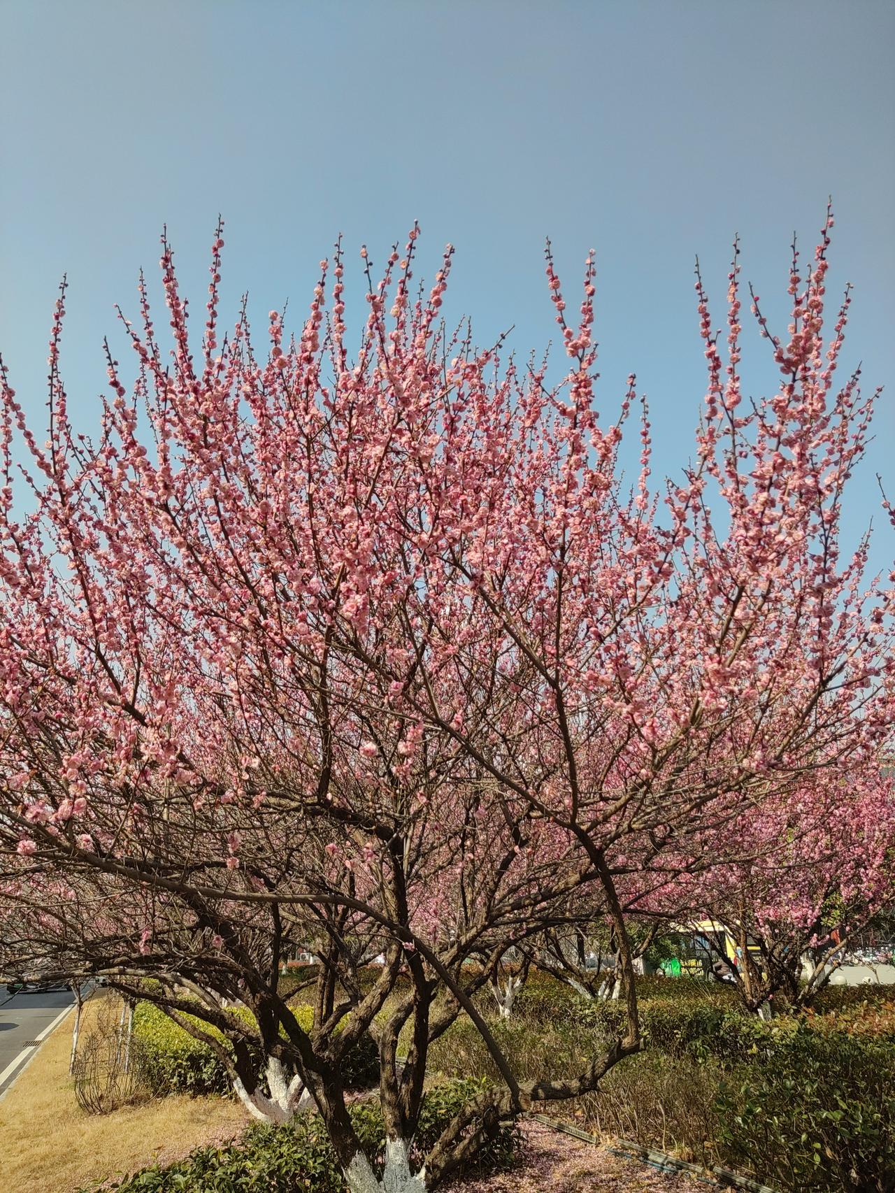 春雷惊蛰（散文诗）春雷惊蛰起，静待万物生。惊蛰至，春雷响，万物生长，一个灿
