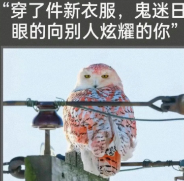 向别人炫耀的你