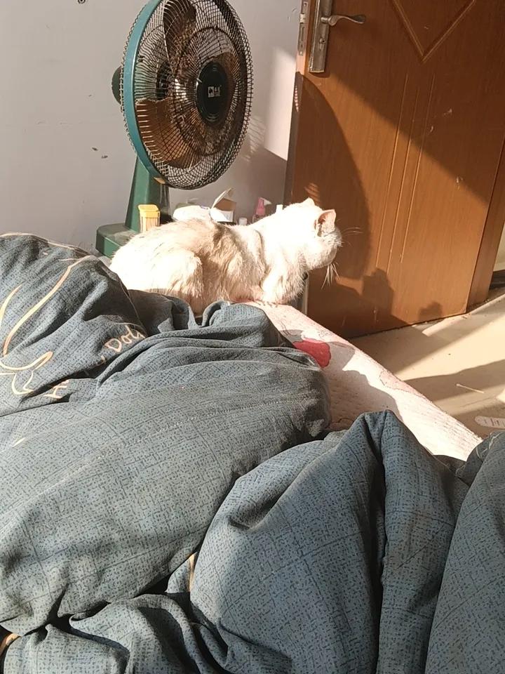 分享随手拍的小猫咪照片