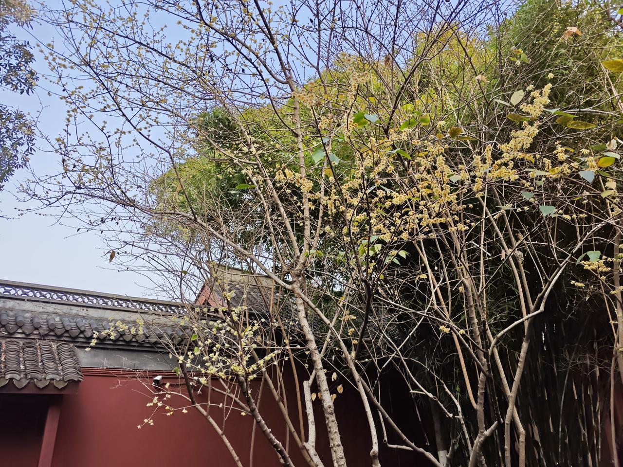 杭州一年四季都有鲜花盛开，冬天有腊梅花、夏天有荷花、秋天有香气扑鼻的桂花、春天有