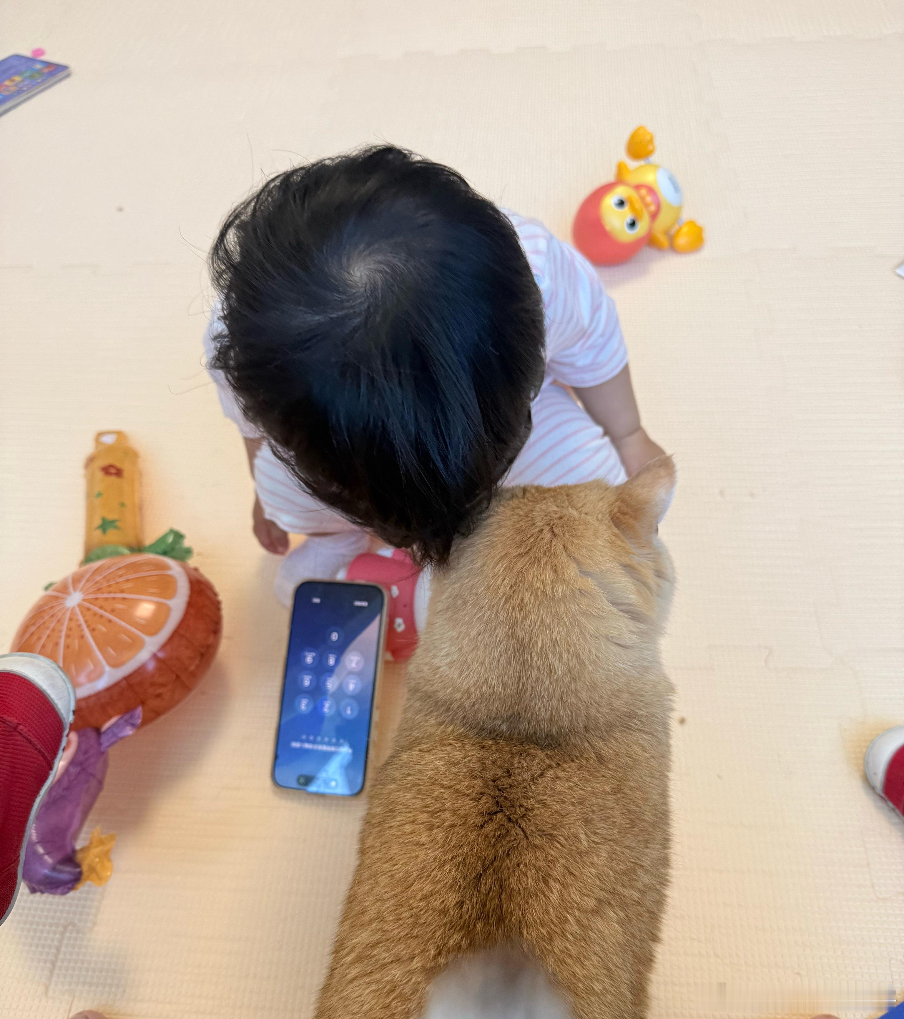 两个好朋友萌宠猫咪