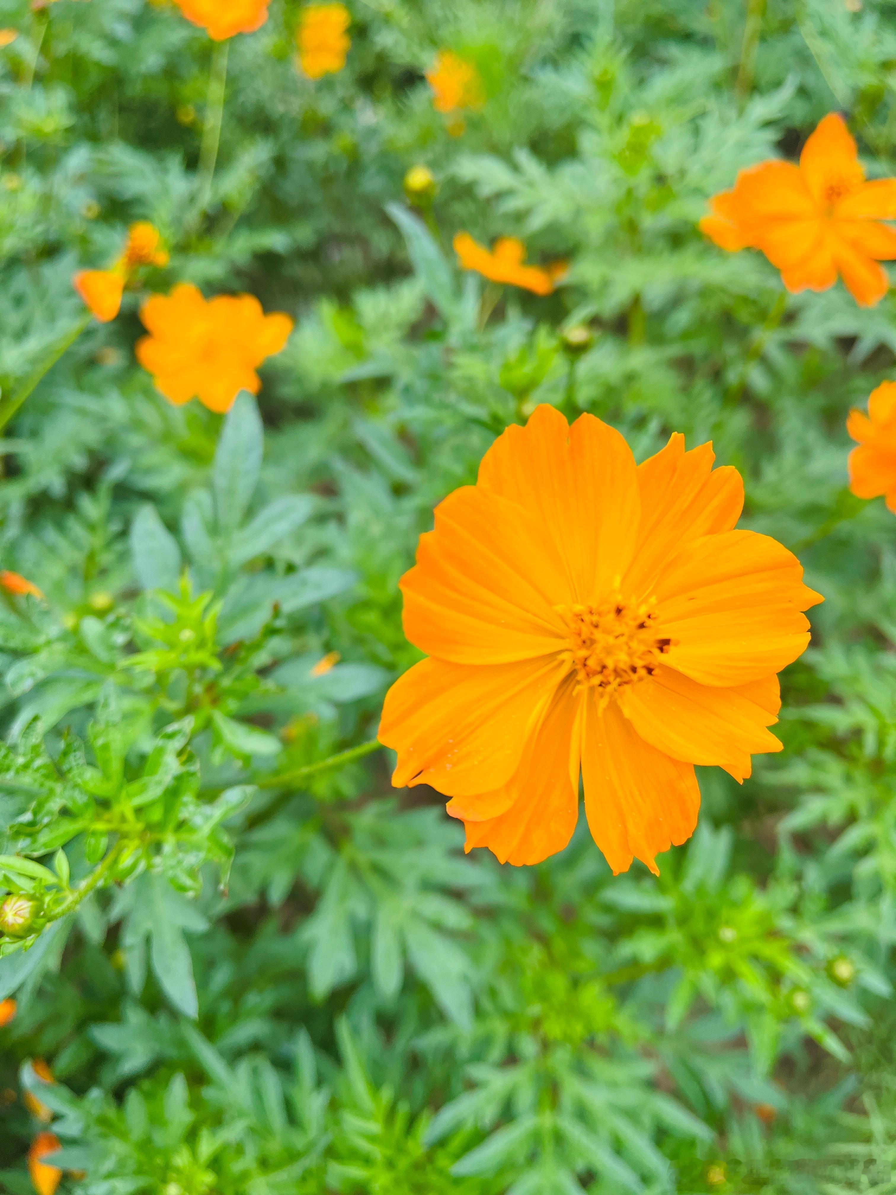 在这个世界上，真正供我们选择的路只有两种，要么享受孤独，要么沦入世俗。凡是人群堆