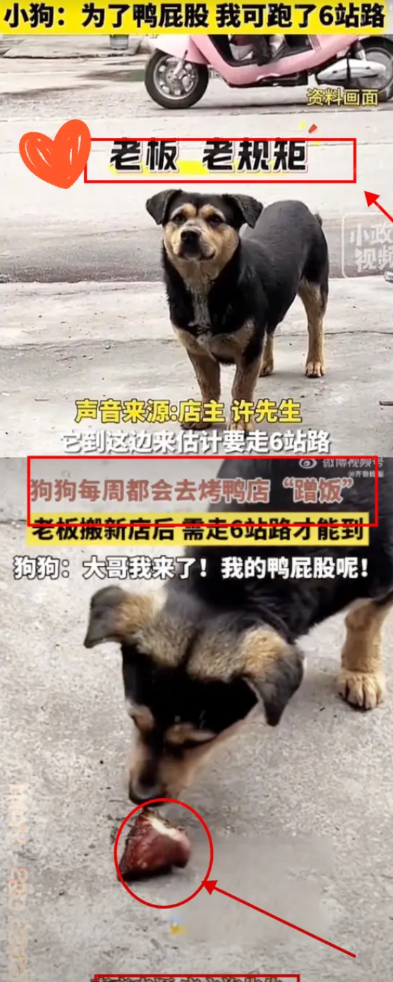 破大防了！常州一只流浪小土狗，愣是用两年时间，穿越半个城区，找回曾经给它