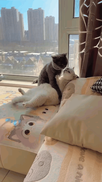 家人们快来看这俩猫崽子，甜得能直接齁死人！灰猫妥妥霸道总裁附体，把小白猫死死搂