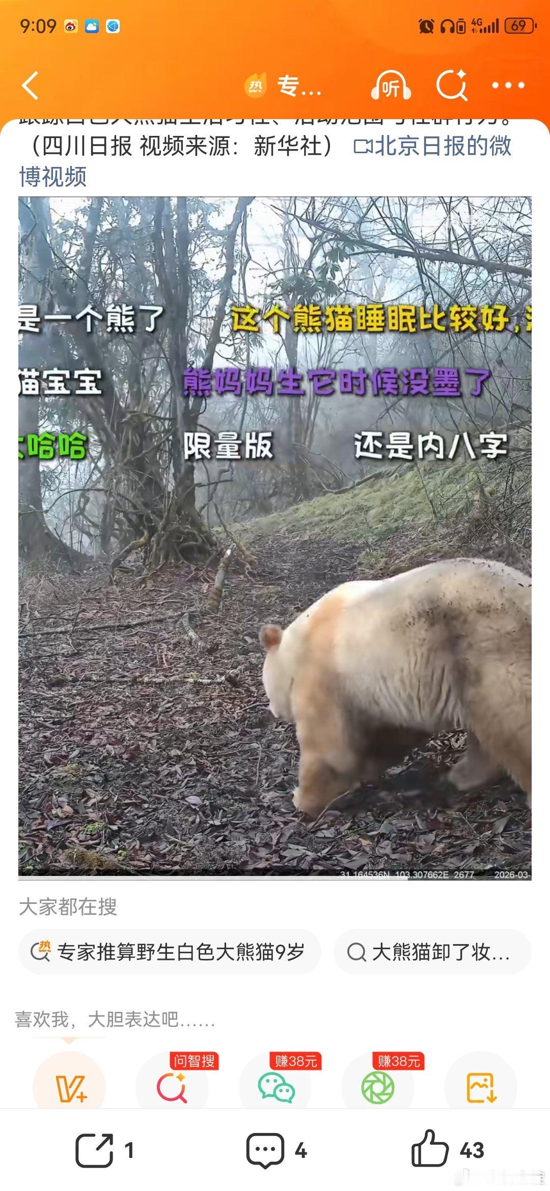 专家推算野生白色大熊猫9岁没有黑眼圈的大熊猫啥样没有黑眼圈的大熊猫出现了没有黑