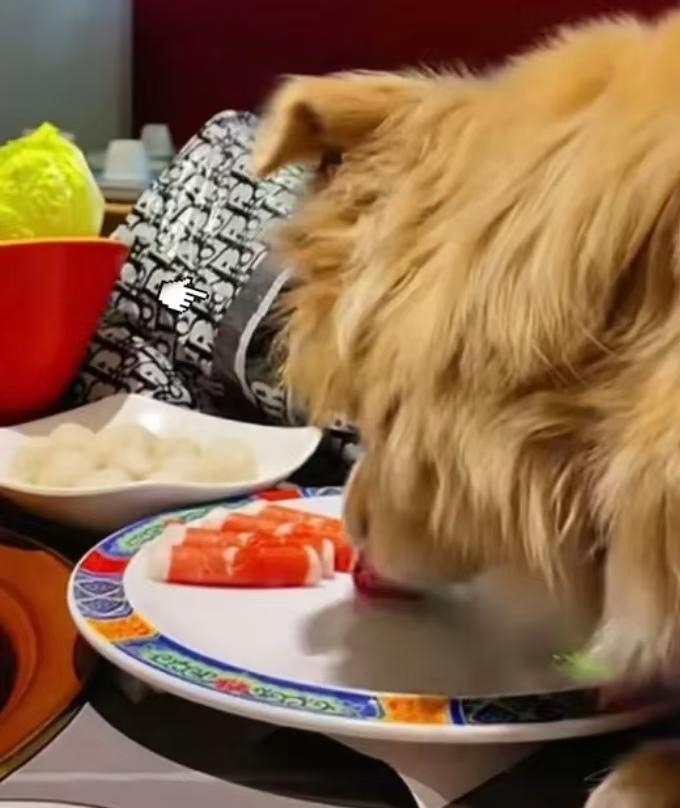 12月18日报道，北京，女子带狗吃火锅，让狗上桌吃羊肉卷，还笑着拍视频炫耀，但这