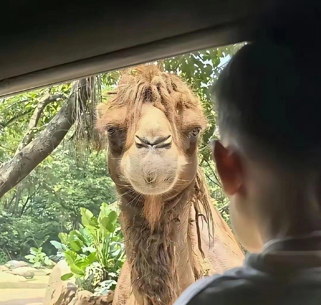 你们有看过骆驼的正脸吗？居然是这样的！