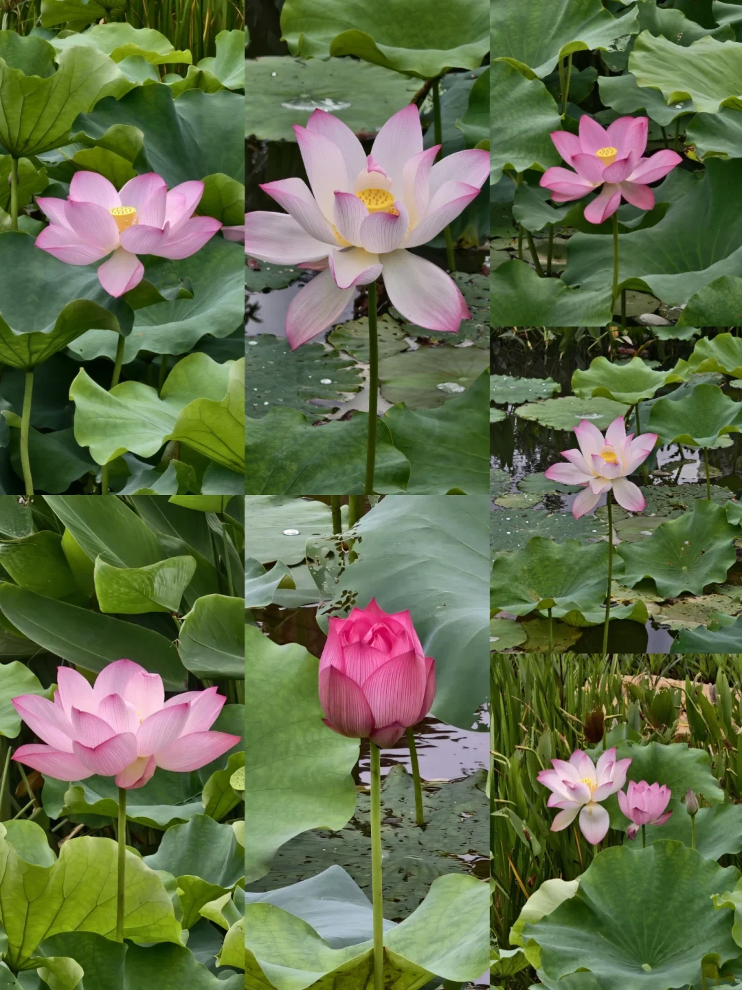 和荷花来个合照吧~
