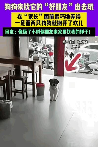 这也太可爱了！贵州，一家小饭店里，一只黑白相间的小狗慢悠悠地走进店里，既不叫也不