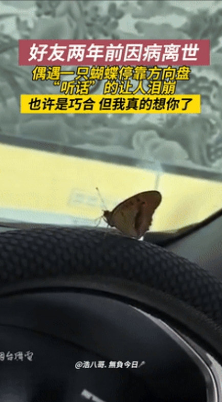 “太有灵性了！”辽宁，一男子战友前几年因病离世，而一只蝴蝶落在方向盘上，久久没有