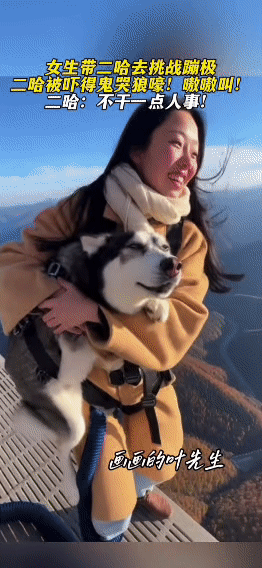 带二哈蹦极？这狗都要喊出“杀狗啦”了一位小姐姐突发奇想，要带自家二哈挑战蹦