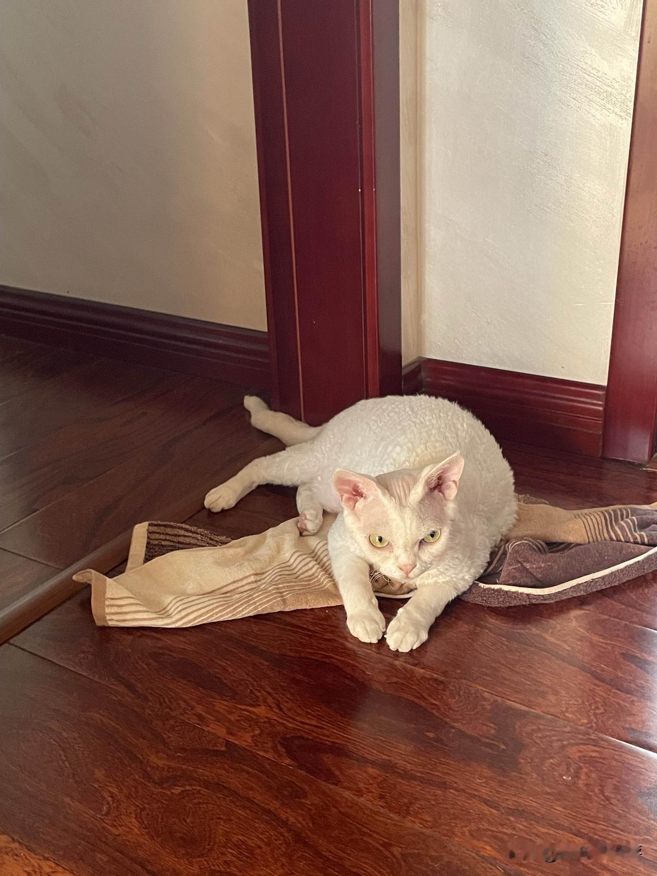 刚睡醒的小猫咪，天还是有点热，小猫咪喜欢在地板上睡着，它也知道，几个门的中间通风