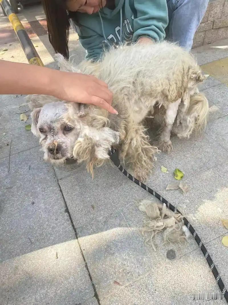 一位小姐姐养了一只狗狗，她特别宠爱它，可突然有一天狗狗不见了，她火急火燎地找寻了