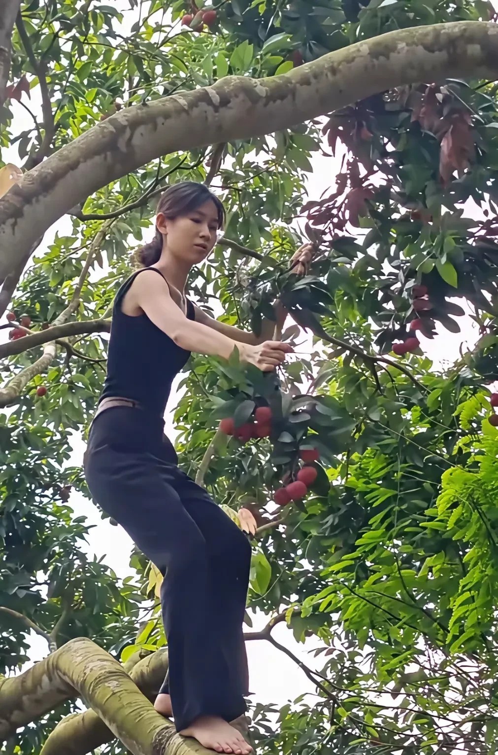 美女上去这么高，不害怕摔下来吗？荔枝是好吃，但是安全更重要呀！