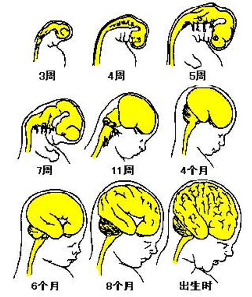 了解胎儿大脑发育的三个关键阶段, 可助孕妈生个聪明宝宝!