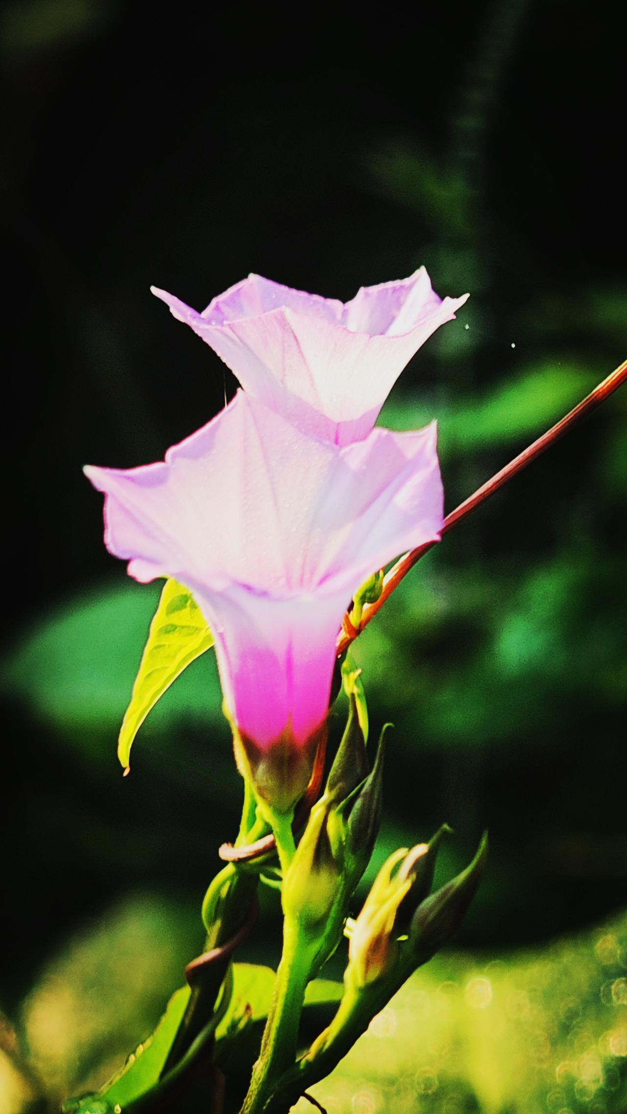 分享一张你拍的花，什么花都行《红花野牵牛》（手机摄影）