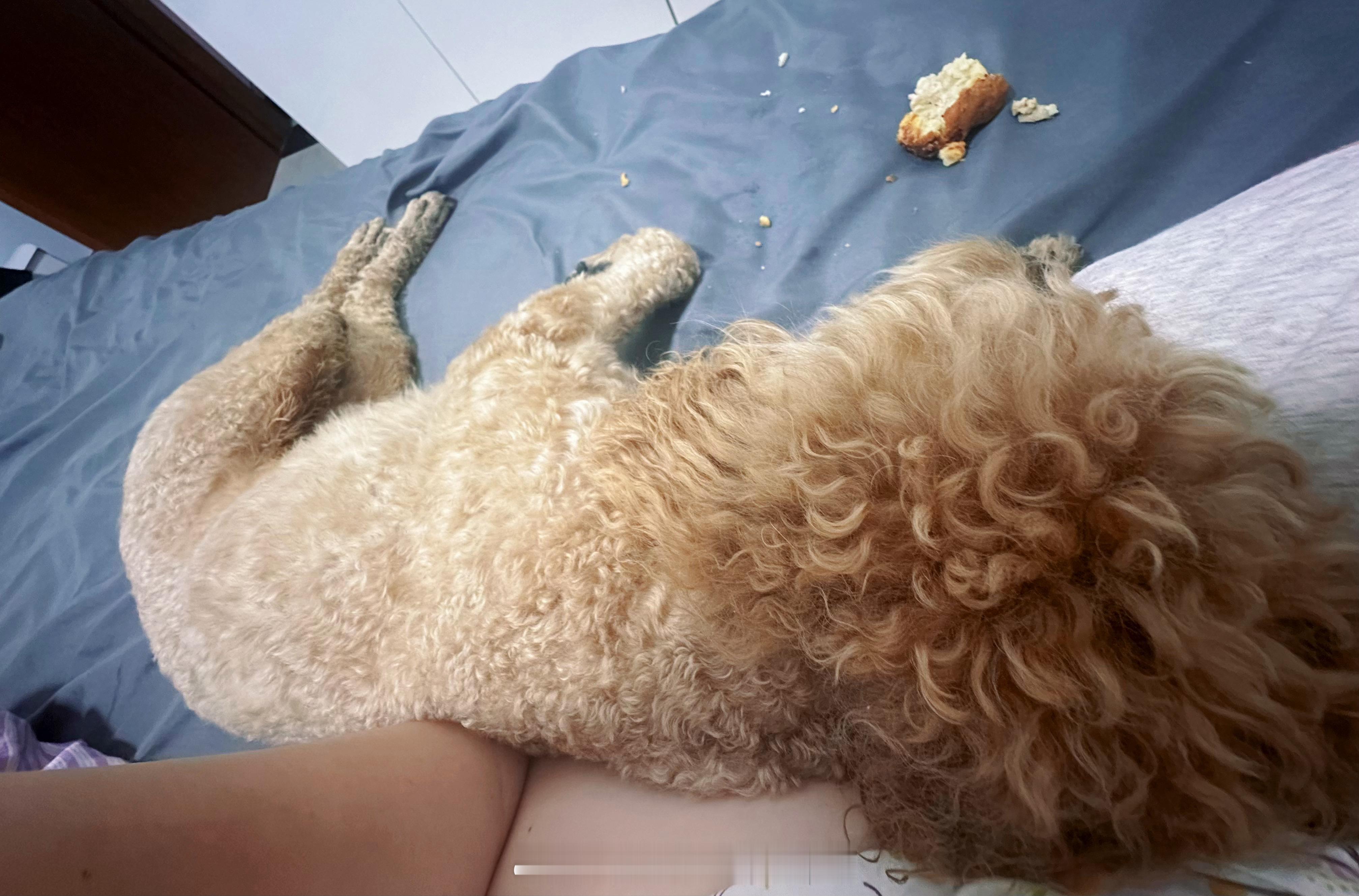 为了一块饼，悬点跟我反目，最后在我的各种亲亲😘下趟下了，秒睡小时候谁要是带着油