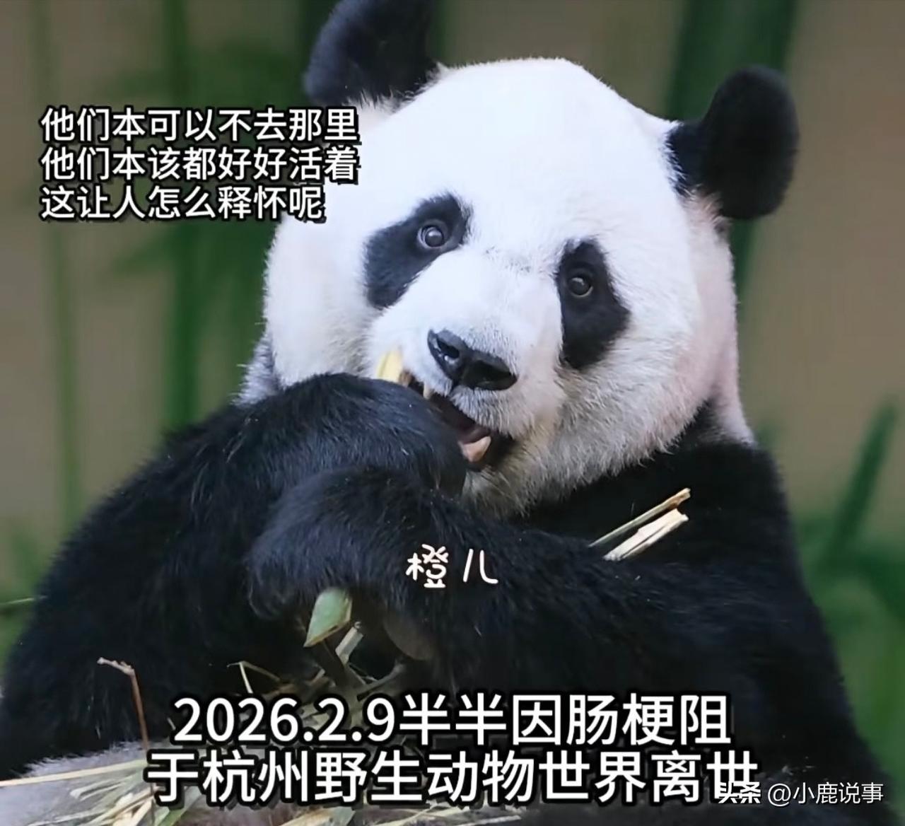 真的越看越生气，光说整顿有什么用！从2013年到现在，杭州野生动物园已经先后有5