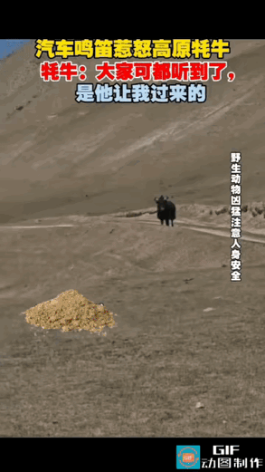“不作不死！”青海一名男子自驾出游，行驶到大片无人区路段时，遇上一头落单的牦牛。