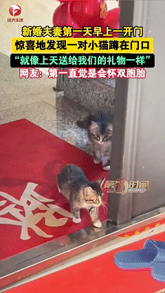 解释不清了！近日黑龙江，女子刚跟丈夫结婚，第二天开门时，看见有两只小猫在自己家门
