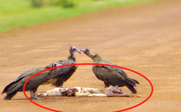 2013年，法国一名52岁的女驴友爬山时，意外摔落悬崖，45分钟后警方赶来，现场