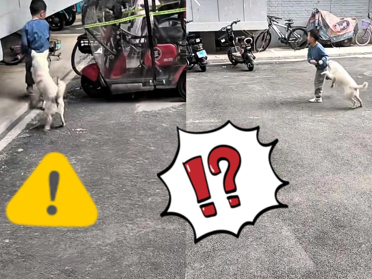 江苏一小区，孩子被没拴绳的大狗扑倒，家长连找狗主三次，对方一句道歉没有。结果狗死