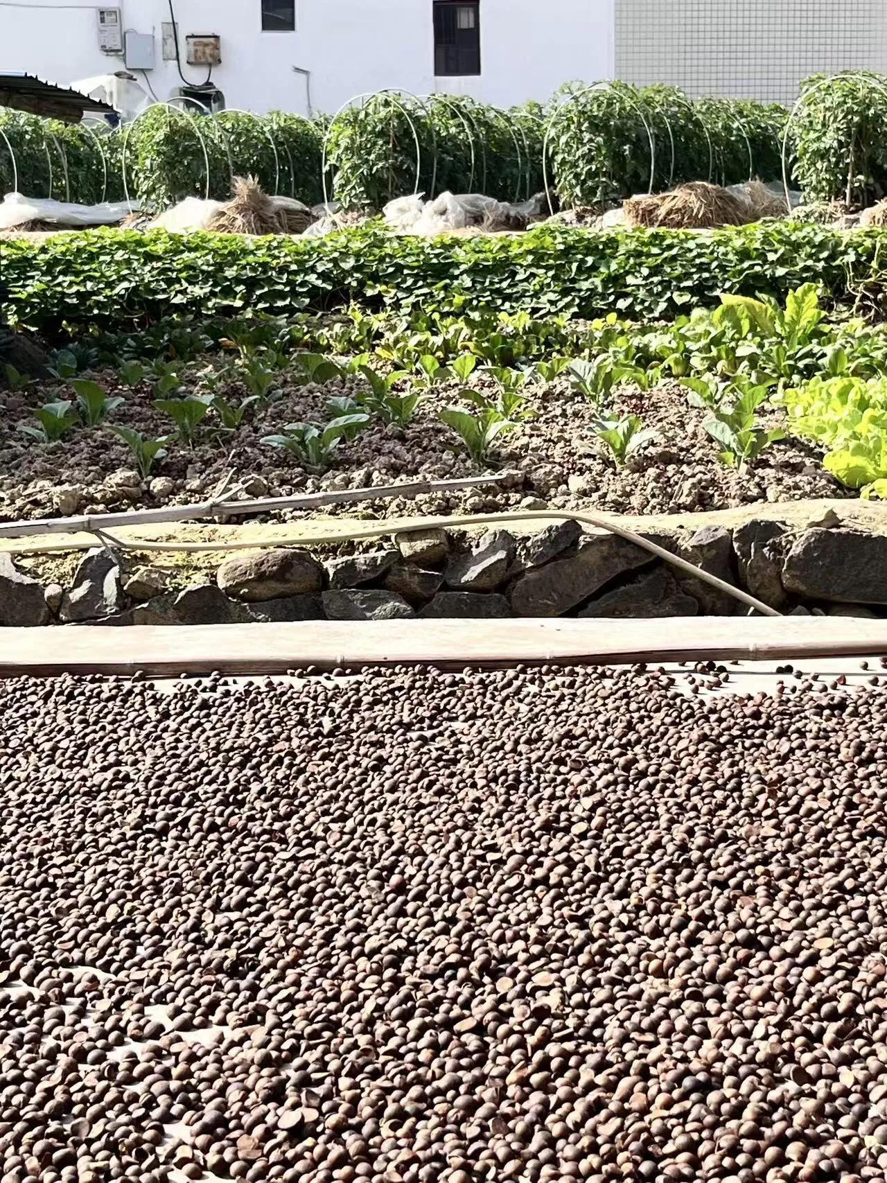 月光脆脆的，茶籽也丰收啦