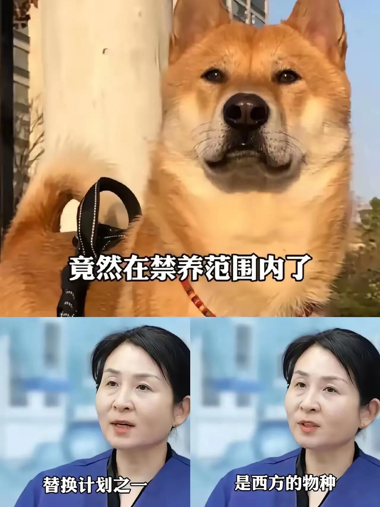 一语惊醒梦中人！宠物专家张娟说：中华田园犬很可能是西方资本的物种替换计划，他们