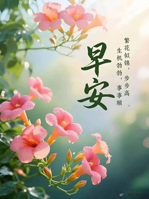 早安吉祥早携清风沐晓光，安心顺遂岁