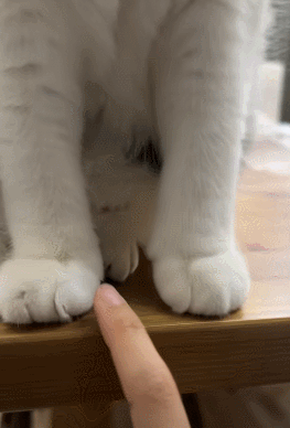 《猫：跟有饼似的搁那戳戳戳！！！》​​​