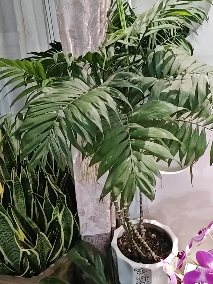 这是什么树种？可以在家里当绿化，也可以成为盆景。