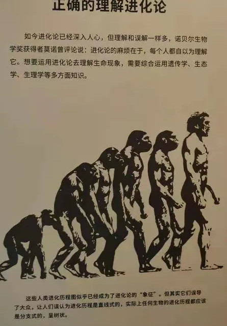 人类到底是不是由猿类进化而来