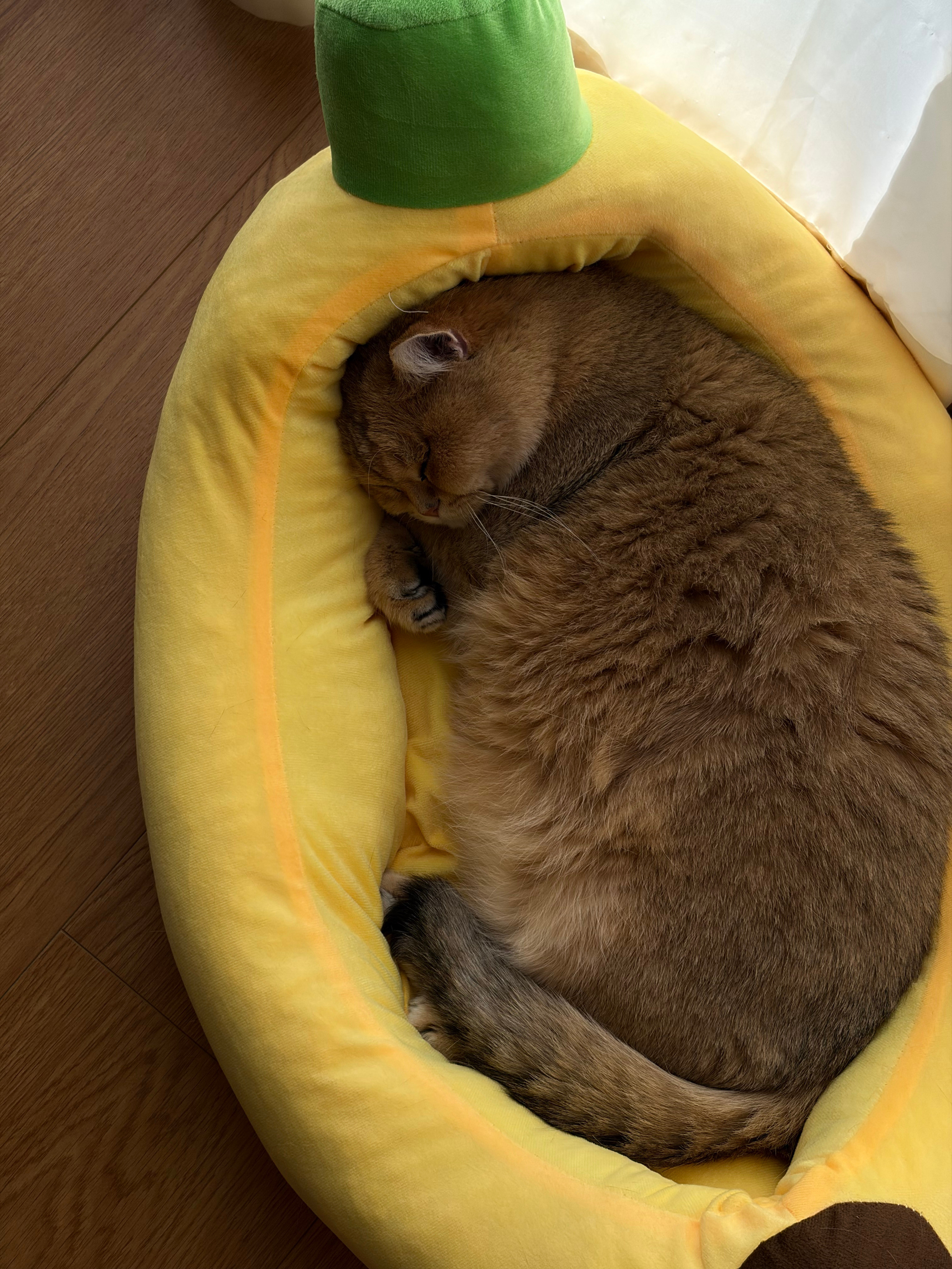 Acatinabanana.​​​