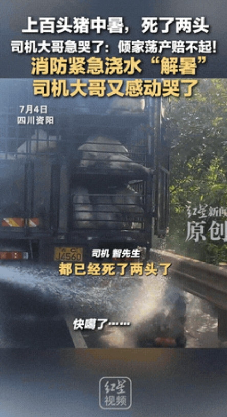 感动的都快哭了！四川资阳一位司机拉着上百头猪，可是因为天太热，这群猪都扛不住了，