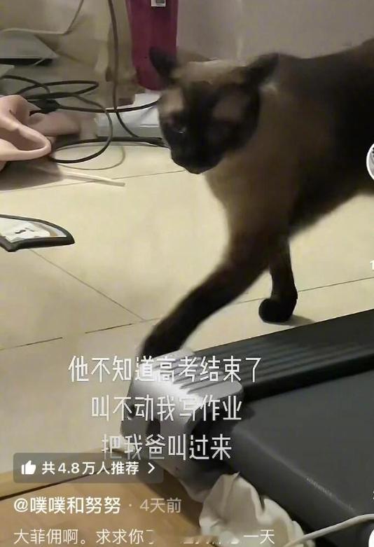 暹罗简直就是操心的命​​​