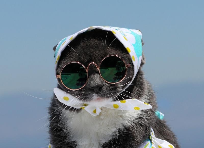 果然慈母多败咪！你家猫被你惯坏了吗？为什么别人家猫乖巧听话，你家猫却挑食、