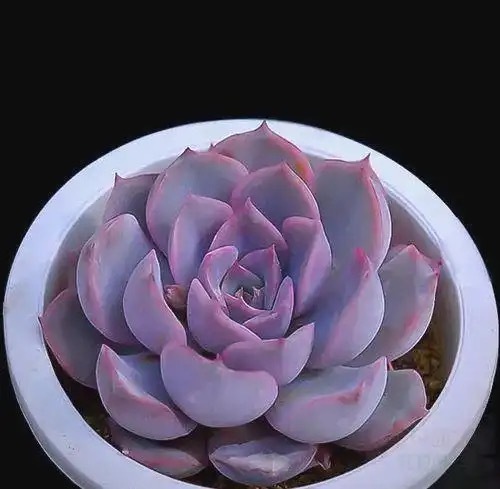 每日一善✨美式加冰-嫑糖也嫑奶多肉种植养护方法：一、选盆配土（核心，防烂根）