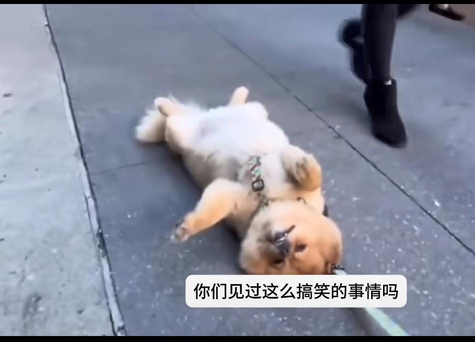 狗狗死活不愿回家，当主人假装把不愿回家的狗抛弃后，你们都别笑这狗狗每天傍晚耍