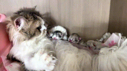 乖乖嘞，这一幕真是暖到心窝子里了！看着猫妈妈把小猫都护在里侧，生怕小家伙乱跑受委