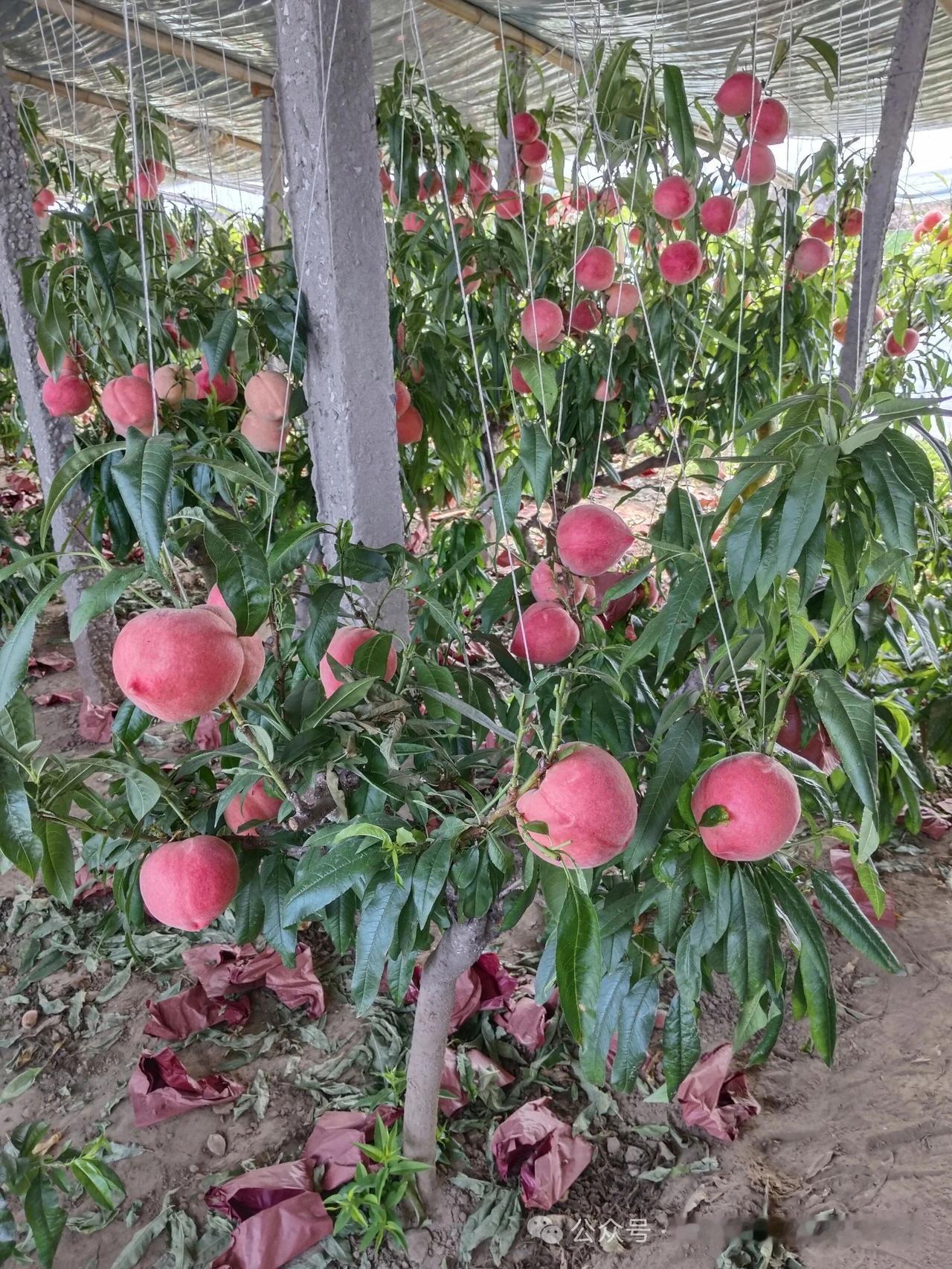 温室大棚里的鲜桃