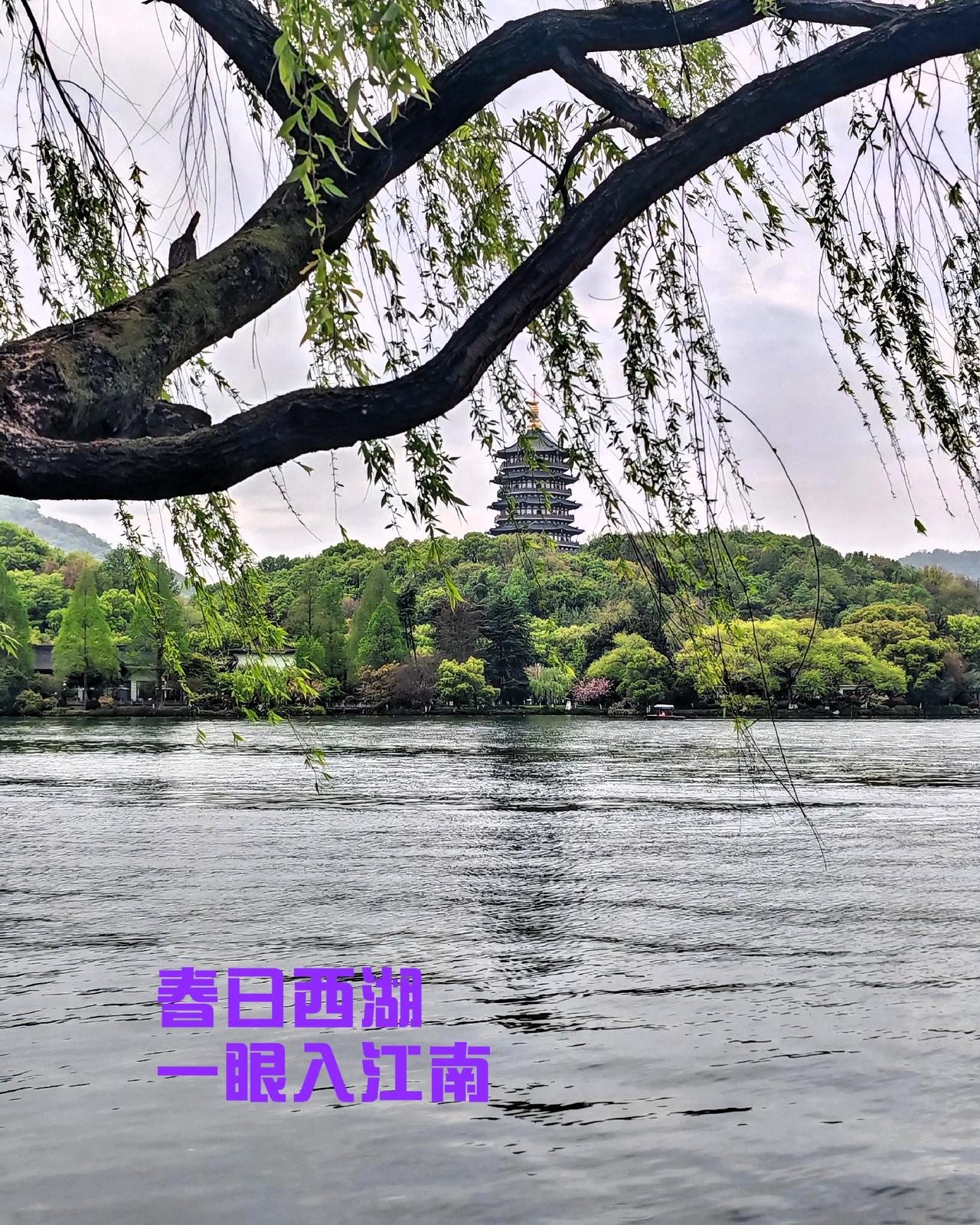 春日西湖，一眼入江南。柳丝垂在湖面，风一吹就晃出满湖温柔，远处雷峰塔静静立在