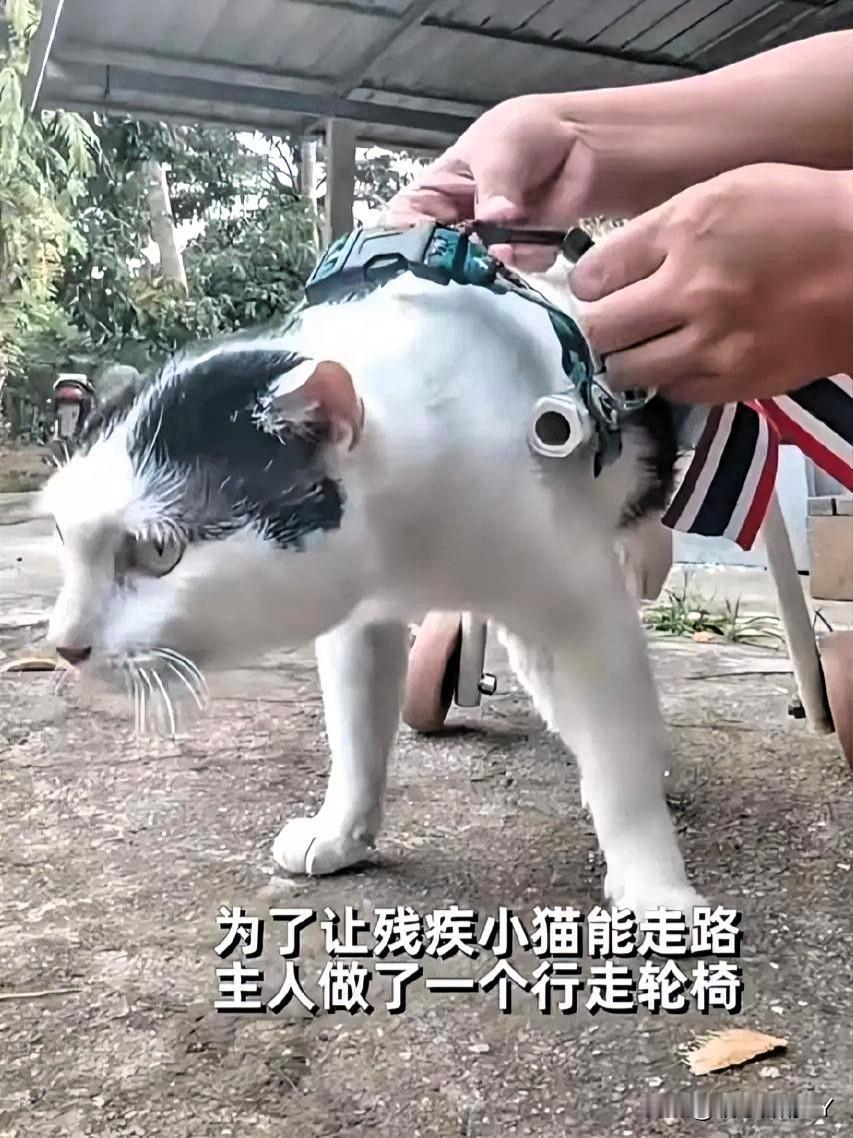 爱：让折翼的它重新奔跑！江苏有只后肢瘫痪的猫咪，因先天发育问题无法正常行走，