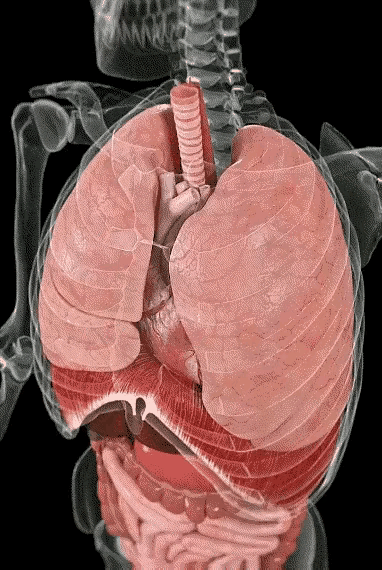 神奇的人体！[无奈吐舌]这个动图好，非常的直观！人活着，就离不开吃喝拉撒，就离