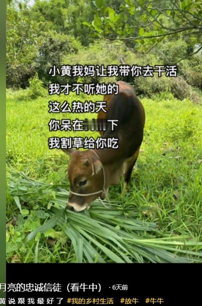 一位农村的朋友告诉我，水牛才是最适合中国人的宠物，温顺，勤劳，安静，就是体型太大