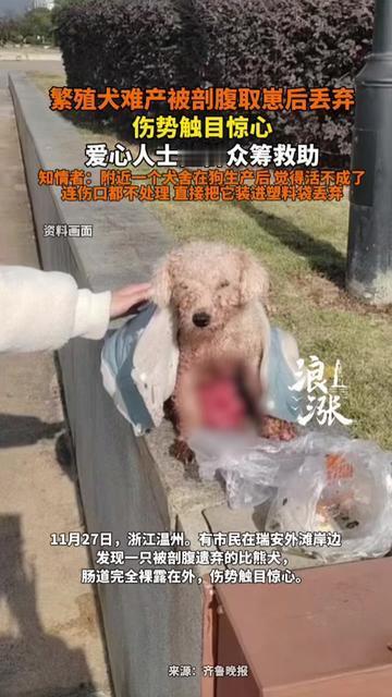 这是人干的事？！繁殖犬难产被剖腹取崽，主人连伤口都没缝，直接扔在路边！