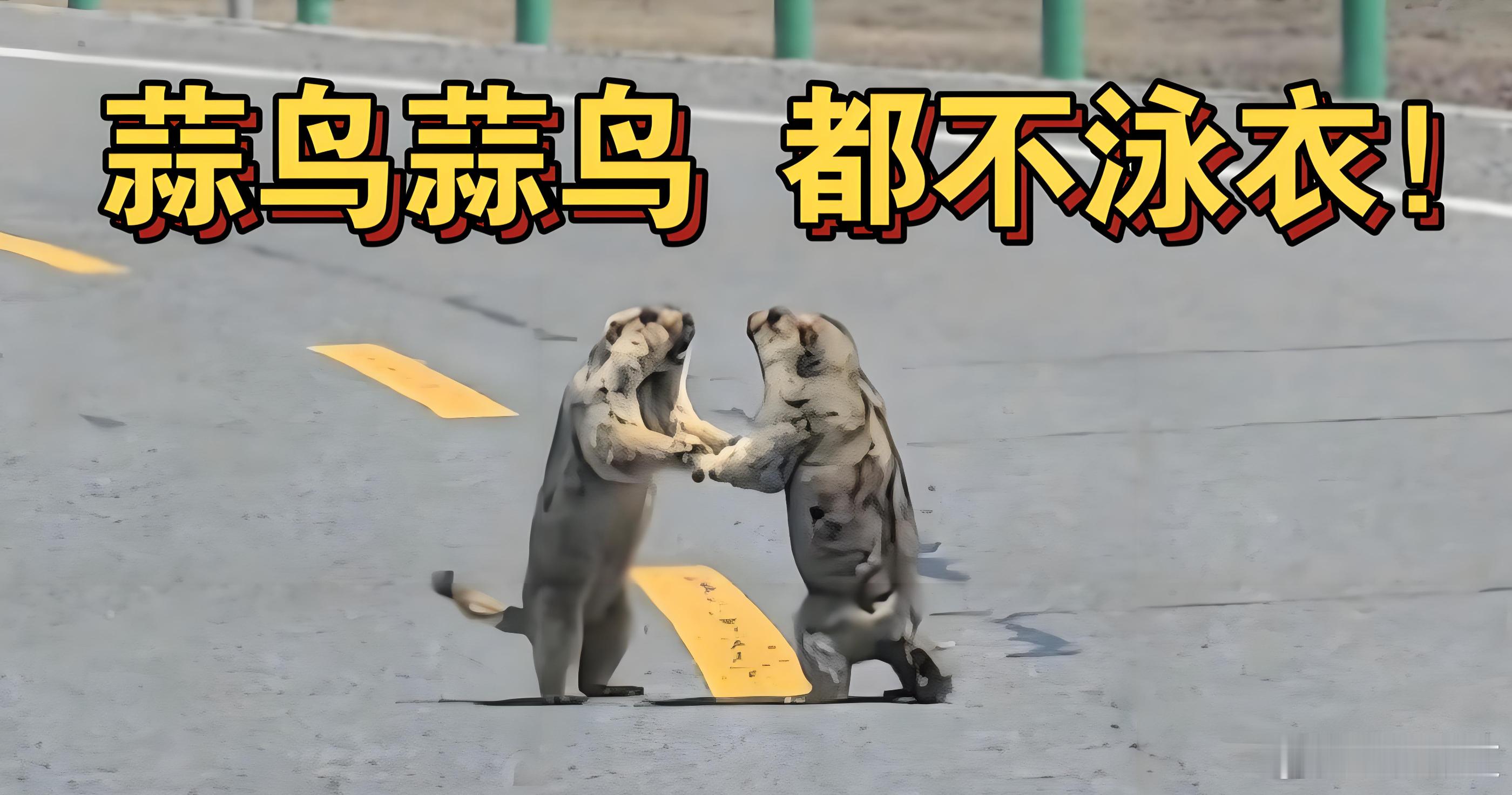 蒜鸟蒜鸟，都不泳衣！陈震小米​​​