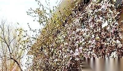 南开大学这次把门打开了，但专门给了一群人“超级特权”。4月4号到6号这三天，普