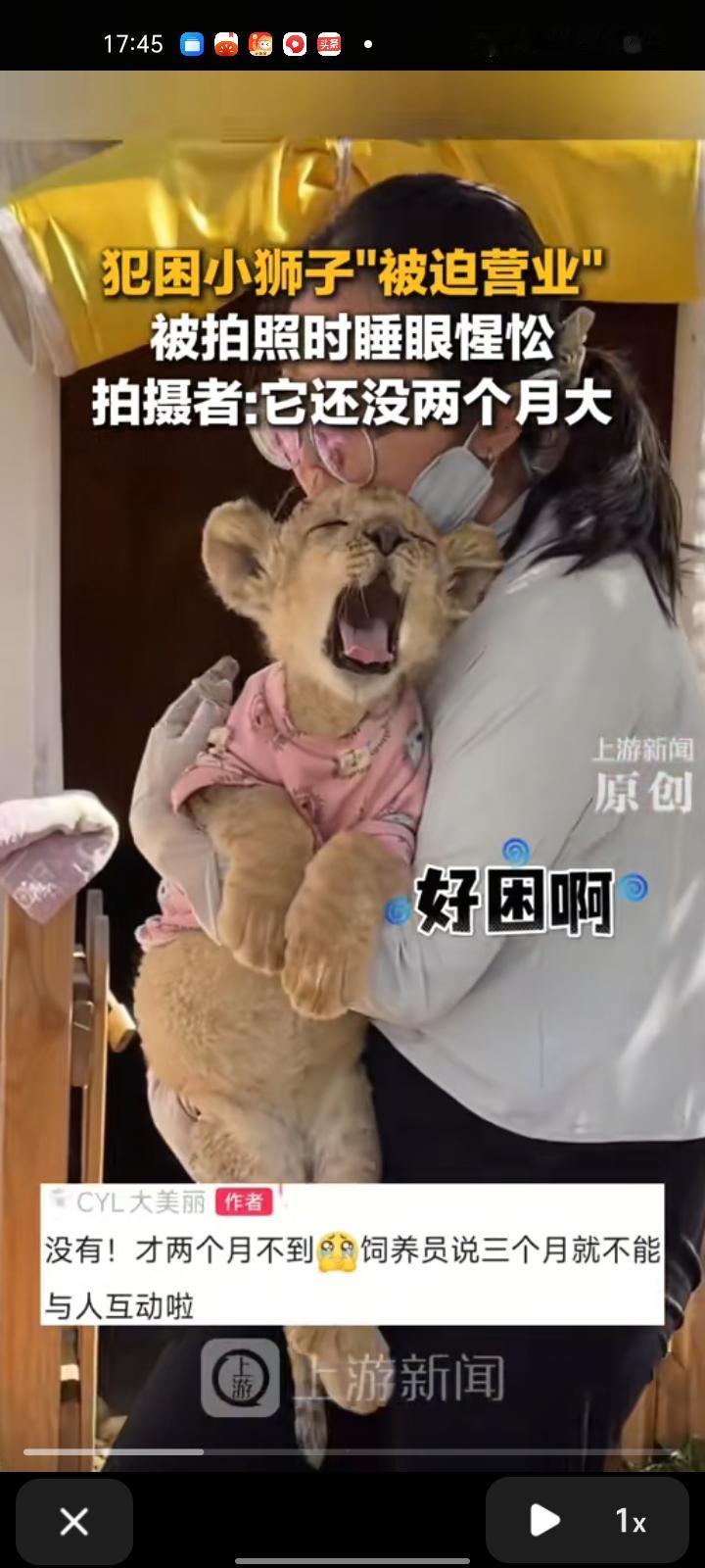 9月23日，内蒙古鄂尔多斯。网友拍摄视频称，小狮子犯困时“被迫营业”，被拍照时睡