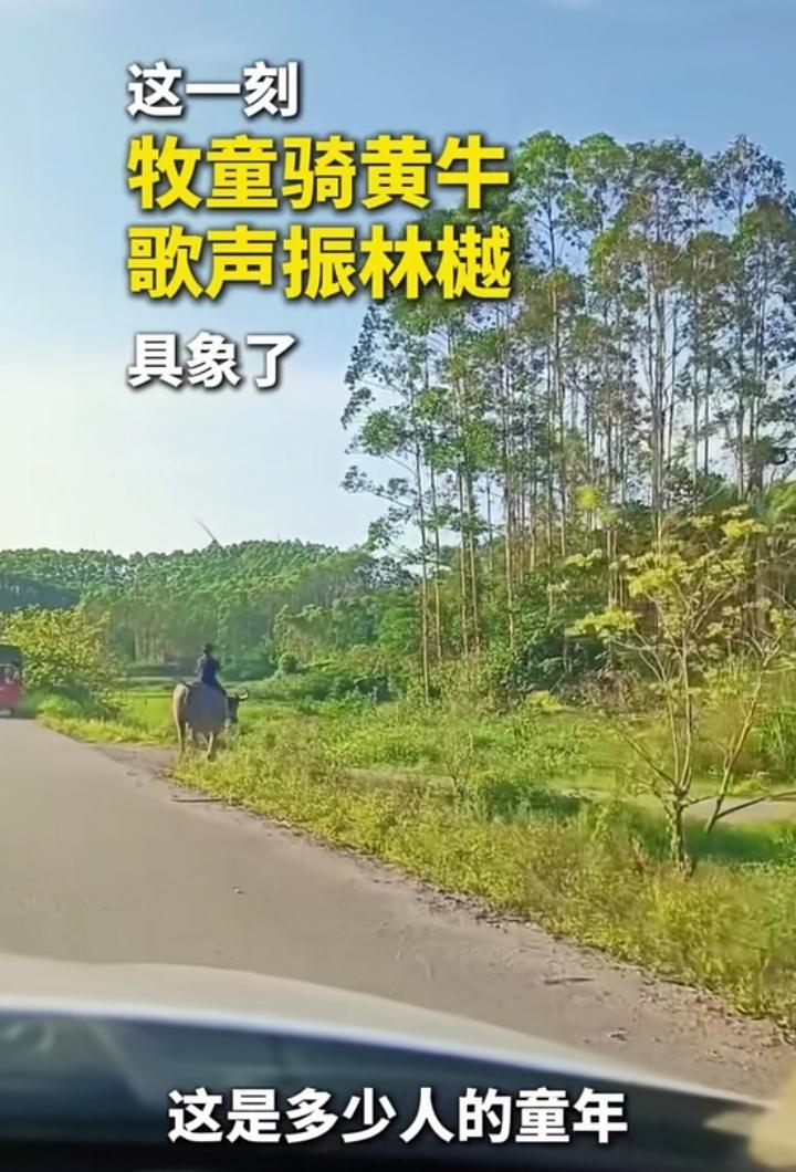 这幅画面，我看到了儿时的自己，放学后放那头老水牛，骑在牛背上看连环画，听广播，老